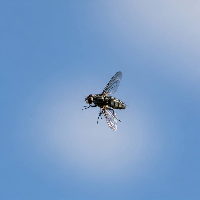 Fly Soaring in Expansive Sky Fly Soaring in Expansive Sky