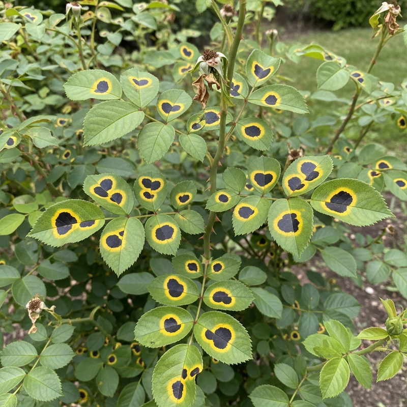 Detailed Photo Realistic Rose Bush with Black Spot Fungi Detailed Photo Realistic Rose Bush with Black Spot Fungi