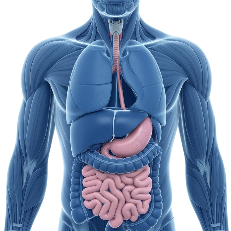 Transparent Anatomical Rendering of Male Torso Organs in Blue and Pink Transparent Anatomical Rendering of Male Torso Organs in Blue and Pink