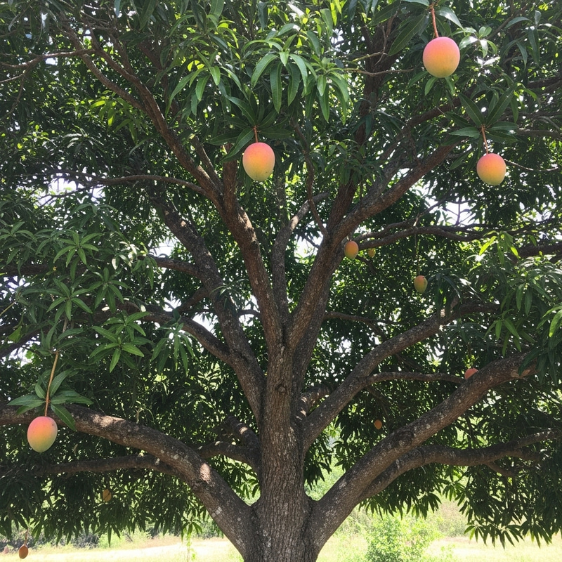 Vibrant Mango Tree - Peaceful Scene of Lush Canopy and Ripe Fruit Vibrant Mango Tree - Peaceful Scene of Lush Canopy and Ripe Fruit