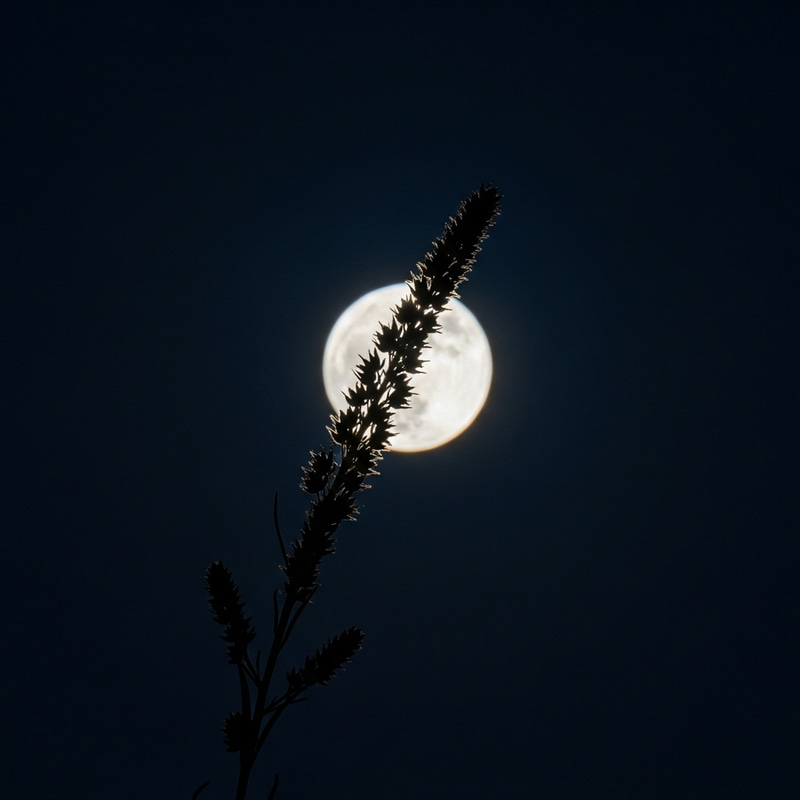 Moonlight Weed Against Night Moon Sky Moonlight Weed Against Night Moon Sky