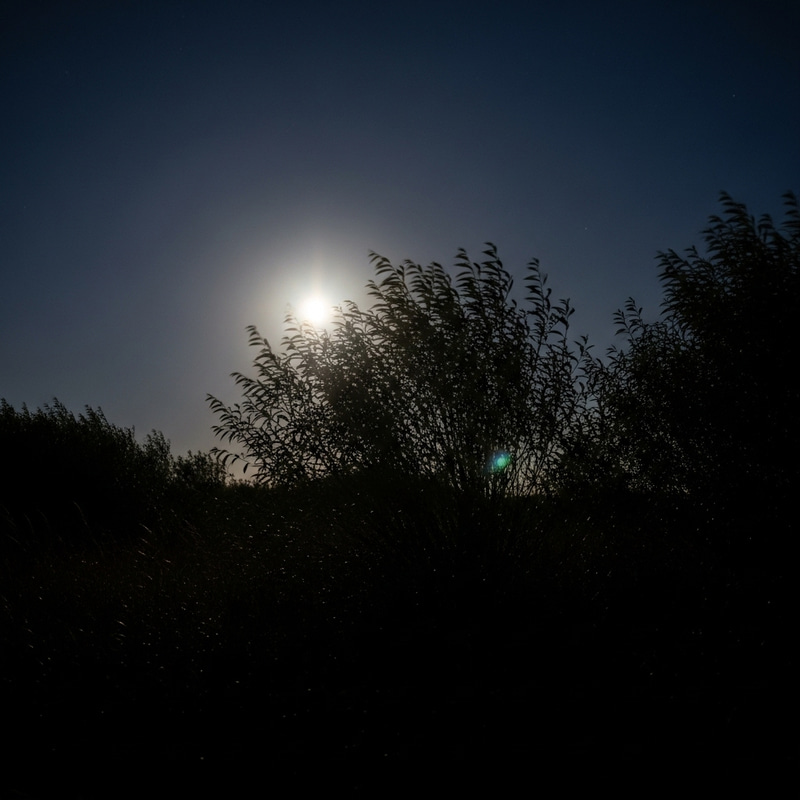 Tranquil Night with the Moon Illuminating Wild Bushes Tranquil Night with the Moon Illuminating Wild Bushes
