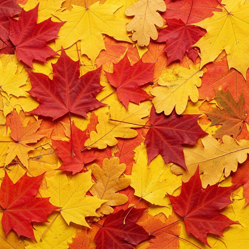 Colorful Autumn Leaves | Abstract Arrangement Colorful Autumn Leaves | Abstract Arrangement