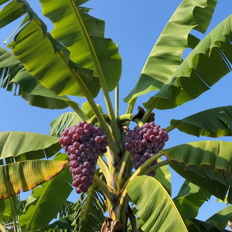 Purple Grapes Hanging on a Banana Tree Purple Grapes Hanging on a Banana Tree