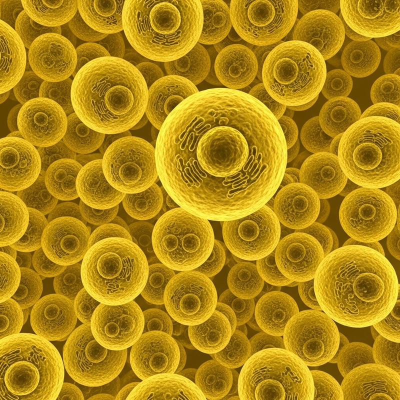 Yellow Eukaryotic Cells | Detailing Cellular Beauty in Shades of Yellow Yellow Eukaryotic Cells | Detailing Cellular Beauty in Shades of Yellow