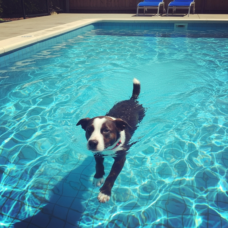 Dog Swimming in a Pool - Fun in the Water Dog Swimming in a Pool - Fun in the Water