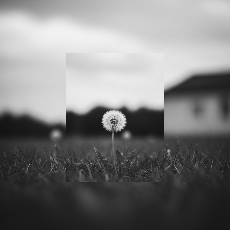 Focus on Minimalistic Design: Calm Dandelion Scene Focus on Minimalistic Design: Calm Dandelion Scene