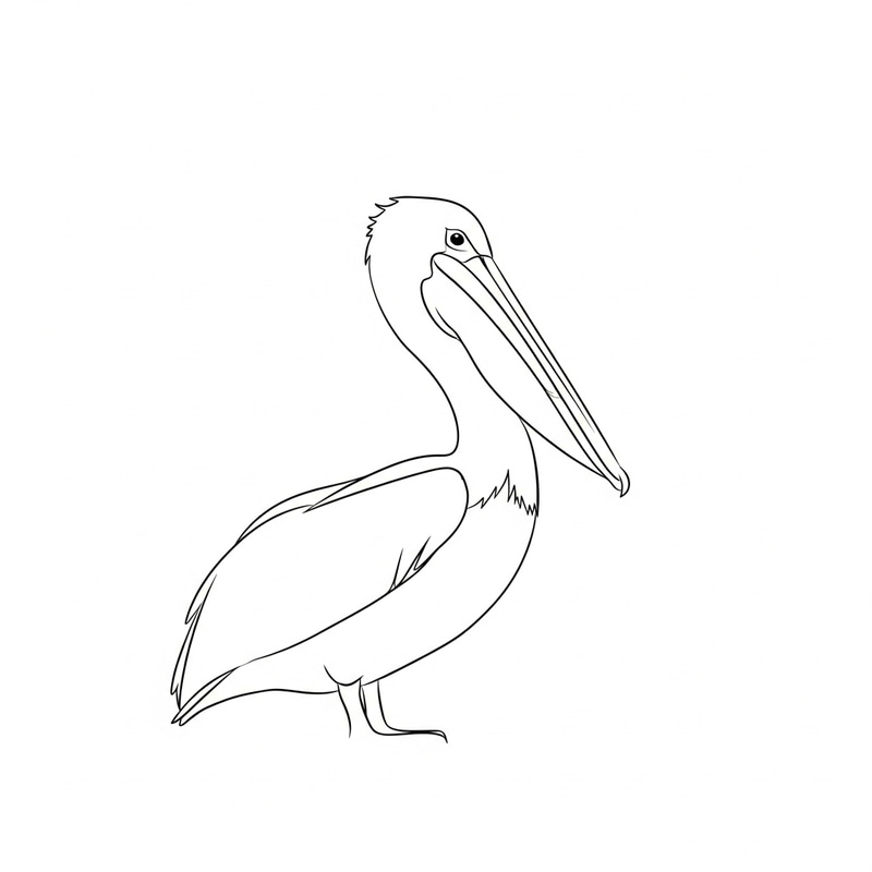 Simple Pelican Bird Sketch - Easy Drawing Tutorial