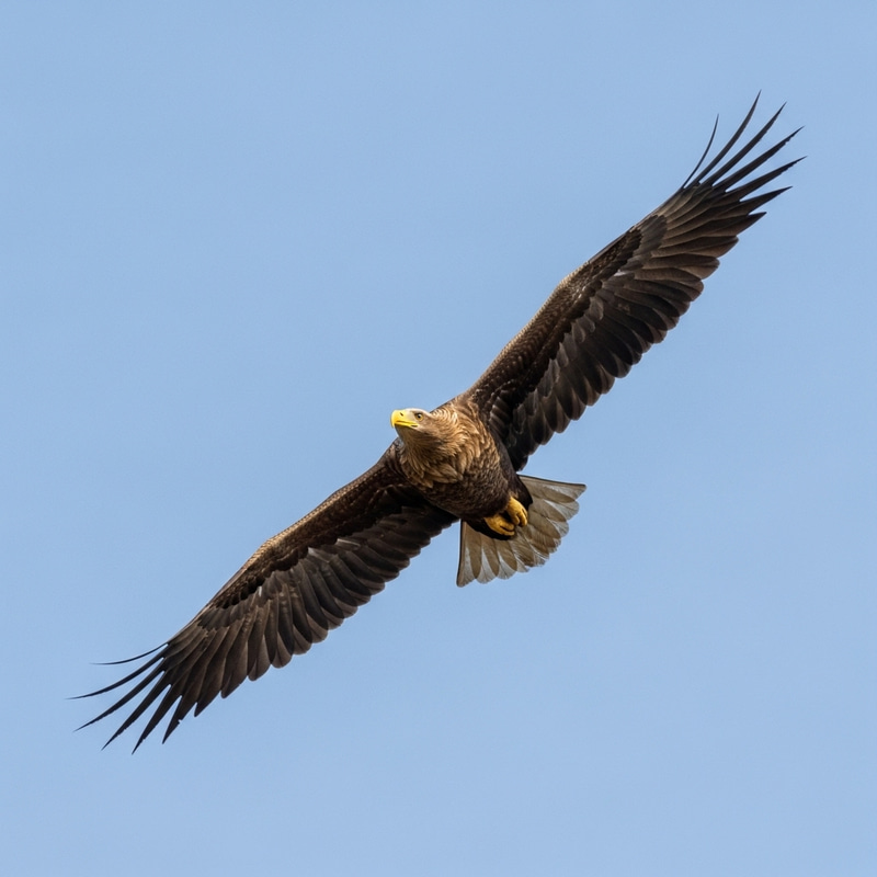 Majestic Eagle in Flight: A Captivating Display Majestic Eagle in Flight: A Captivating Display
