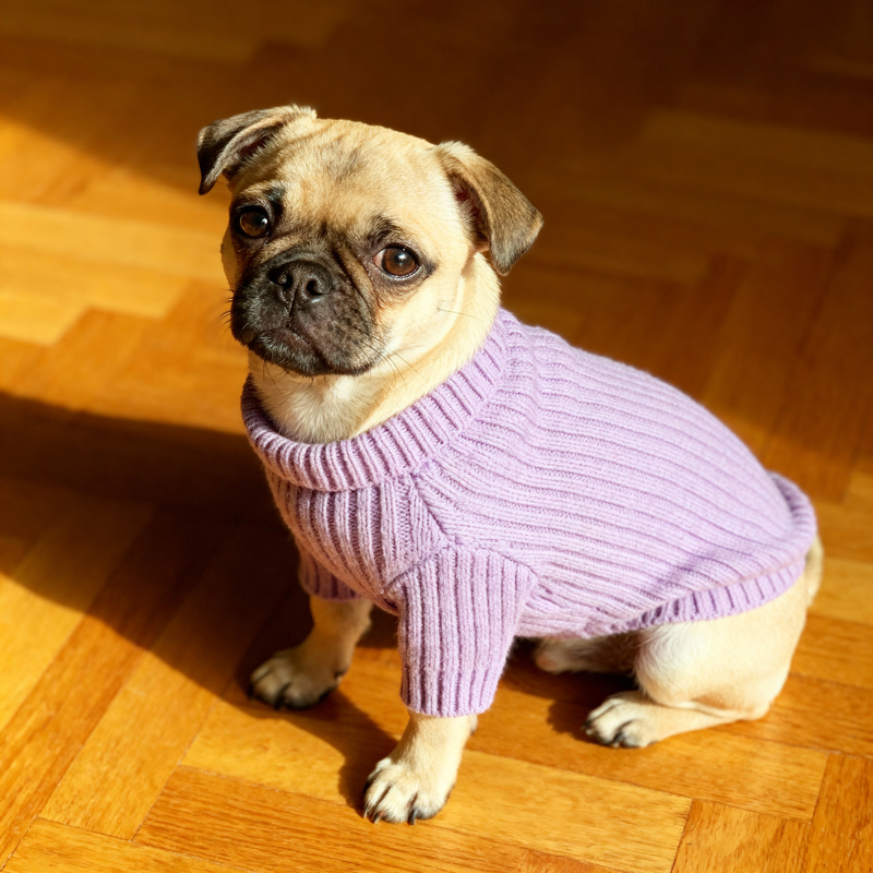 Cute Dog in Purple Sweater Cute Dog in Purple Sweater