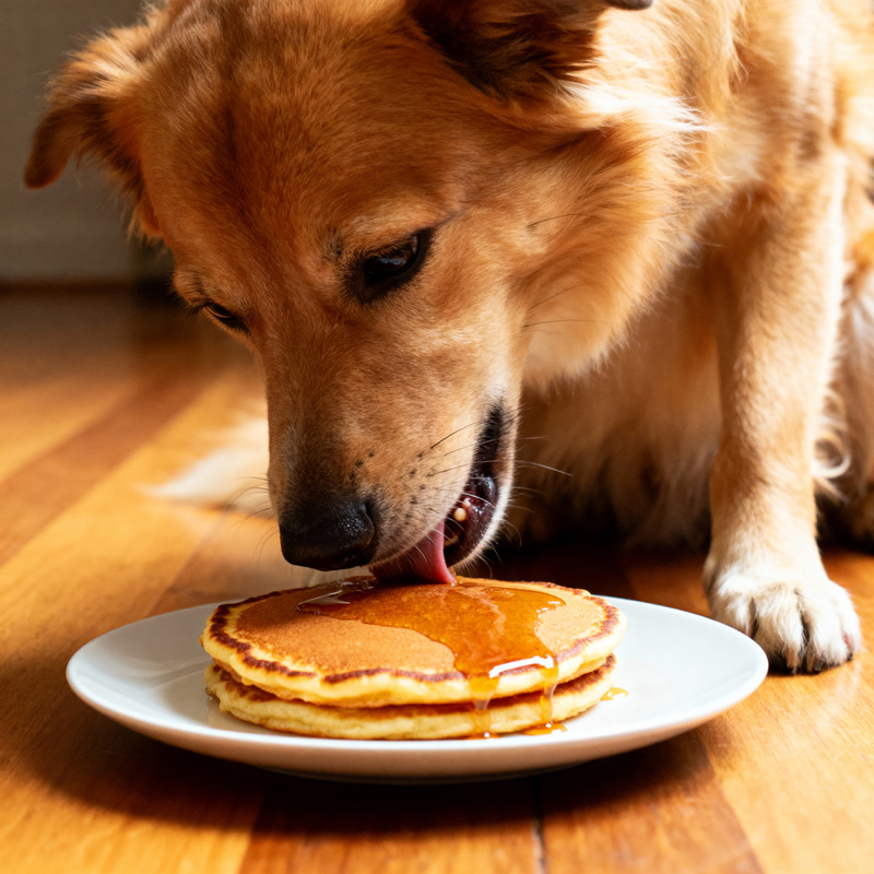 Dog Enjoys Delicious Pancake Snack