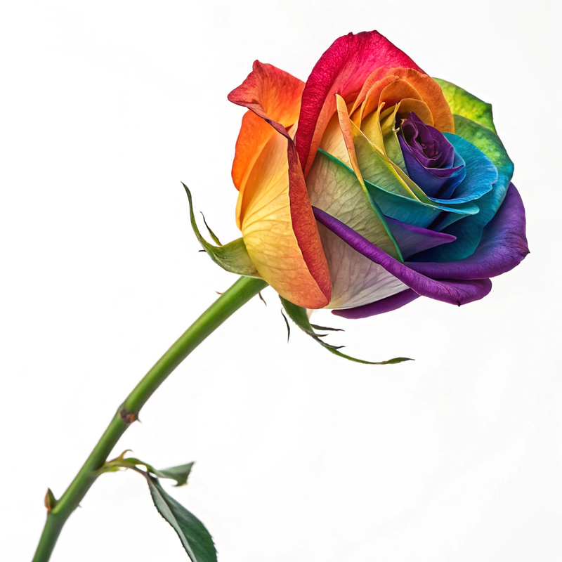 Rainbow Colored Rose with Long Curved Stem Rainbow Colored Rose with Long Curved Stem