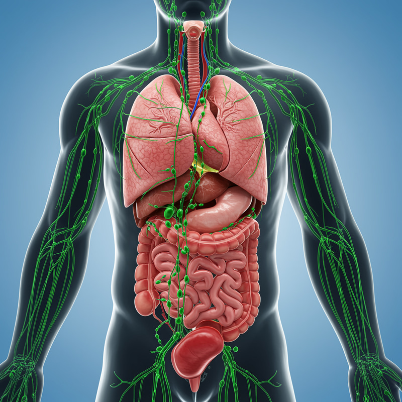 Detailed Lymphatic System Overview