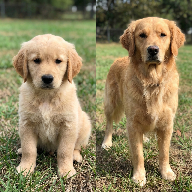 What Will My Puppy Look Like as an Adult Dog? What Will My Puppy Look Like as an Adult Dog?