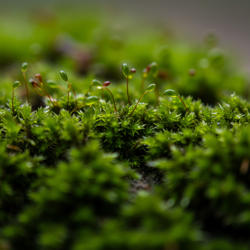 Transparent Moss Spots Texture for Design Transparent Moss Spots Texture for Design