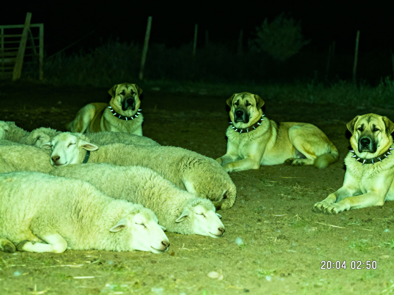 Night Vision CCTV: Kangal Dogs Guarding Sheep Night Vision CCTV: Kangal Dogs Guarding Sheep