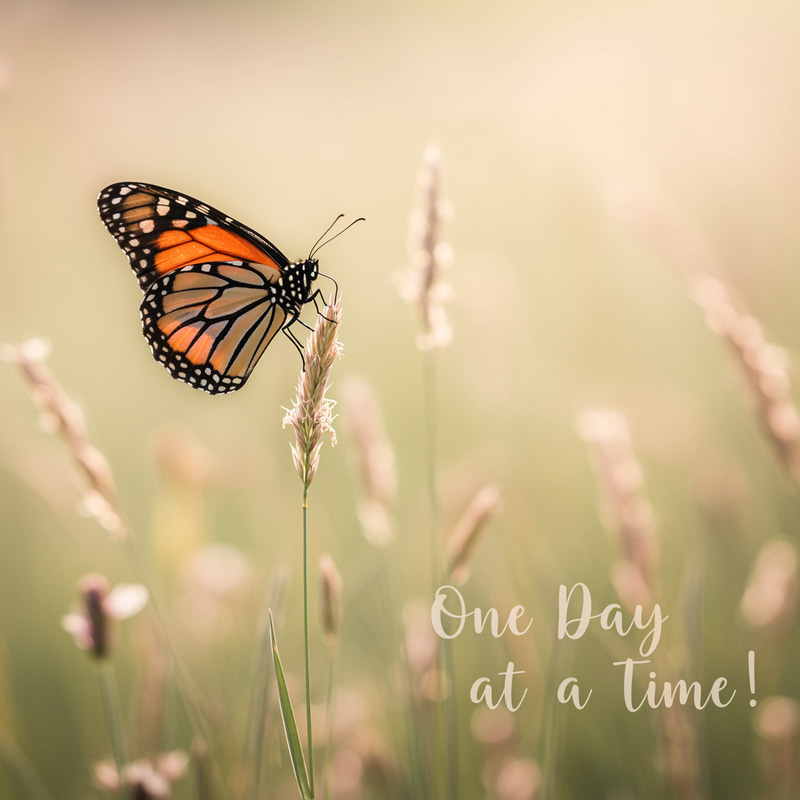 Delicate Butterfly: One Day at a Time Delicate Butterfly: One Day at a Time
