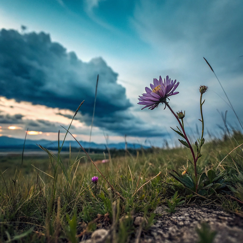 Watercolor Artwork: Cloudy Sky and Purple Chrysanthemum Watercolor Artwork: Cloudy Sky and Purple Chrysanthemum