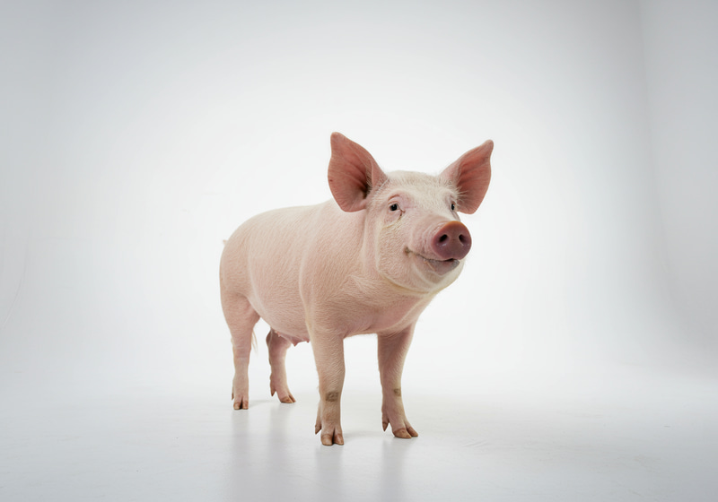 Adorable Pig in Studio - Captivating Photography Adorable Pig in Studio - Captivating Photography