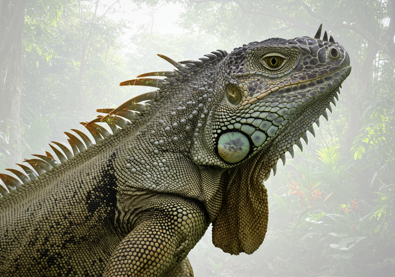 Iguana Double Exposure in Tropical Rainforest Iguana Double Exposure in Tropical Rainforest