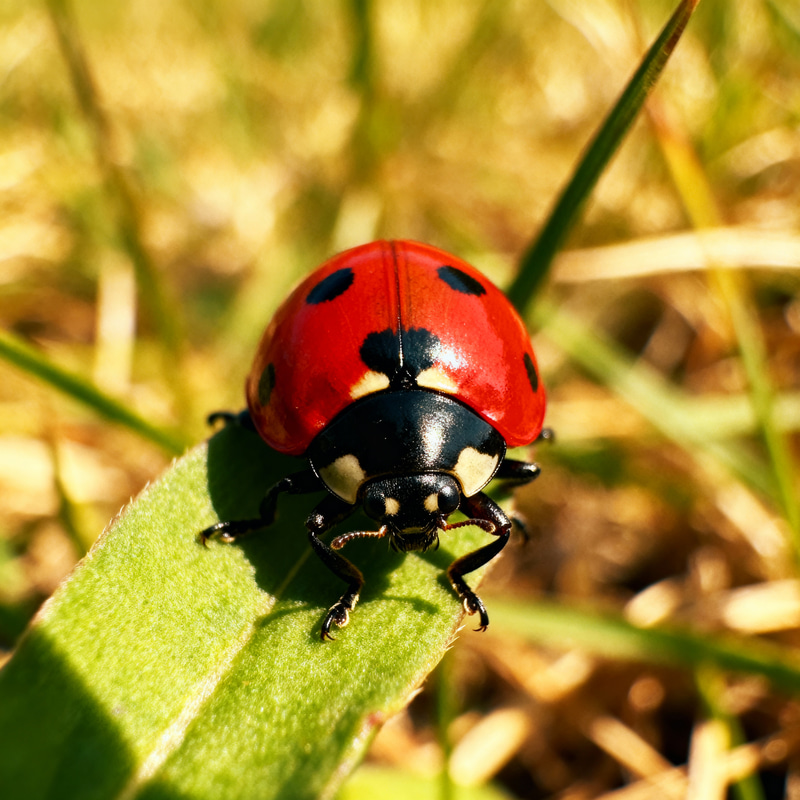 Discover Fascinating Ladybugs Discover Fascinating Ladybugs