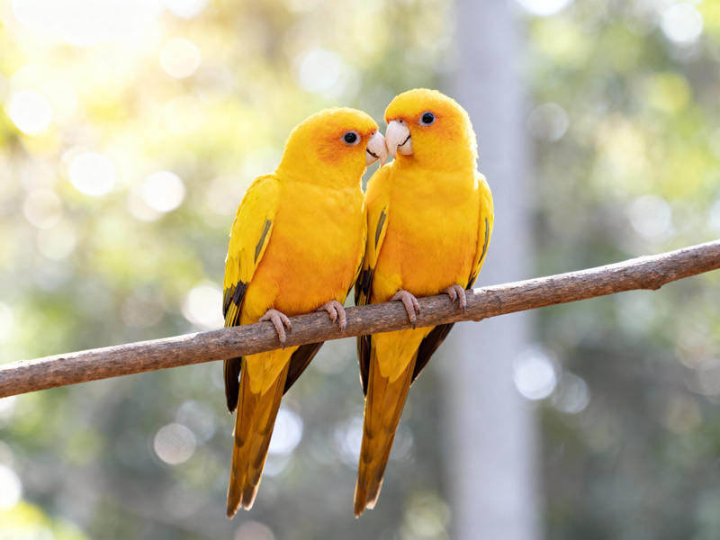 Golden Parrots Nuzzling on a Tree Branch Golden Parrots Nuzzling on a Tree Branch