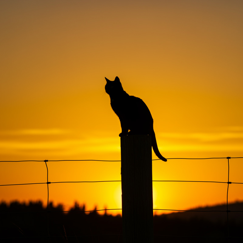 Cat Silhouette Art for Your Home Decor Cat Silhouette Art for Your Home Decor