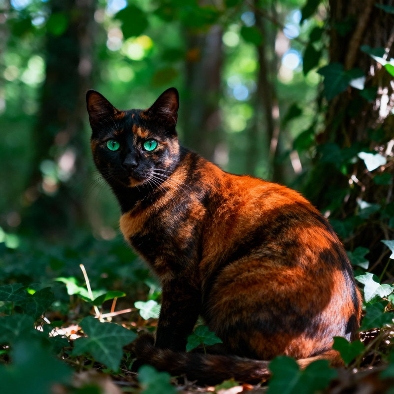 Tuxedo Cat in an Emerald Forest