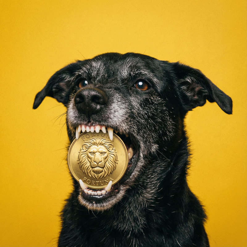 Black Dog with Gold Coin on Yellow Background