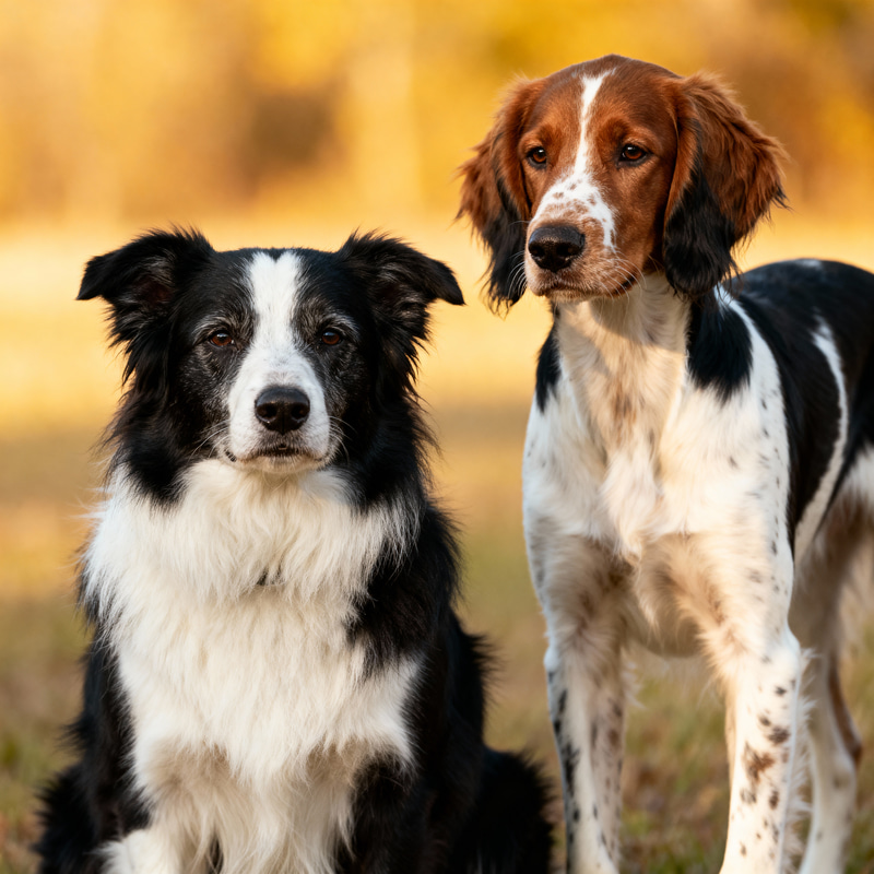 11-Year-Old Border Collie & 6-Month-Old English Setter