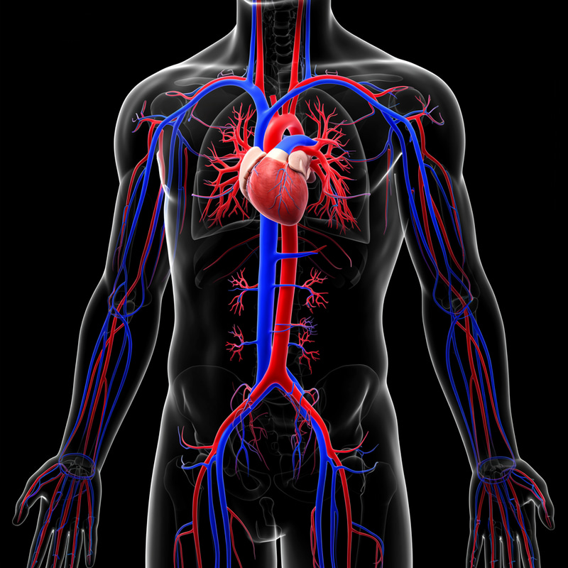 Human Body with Heart and Blood Vessels Human Body with Heart and Blood Vessels