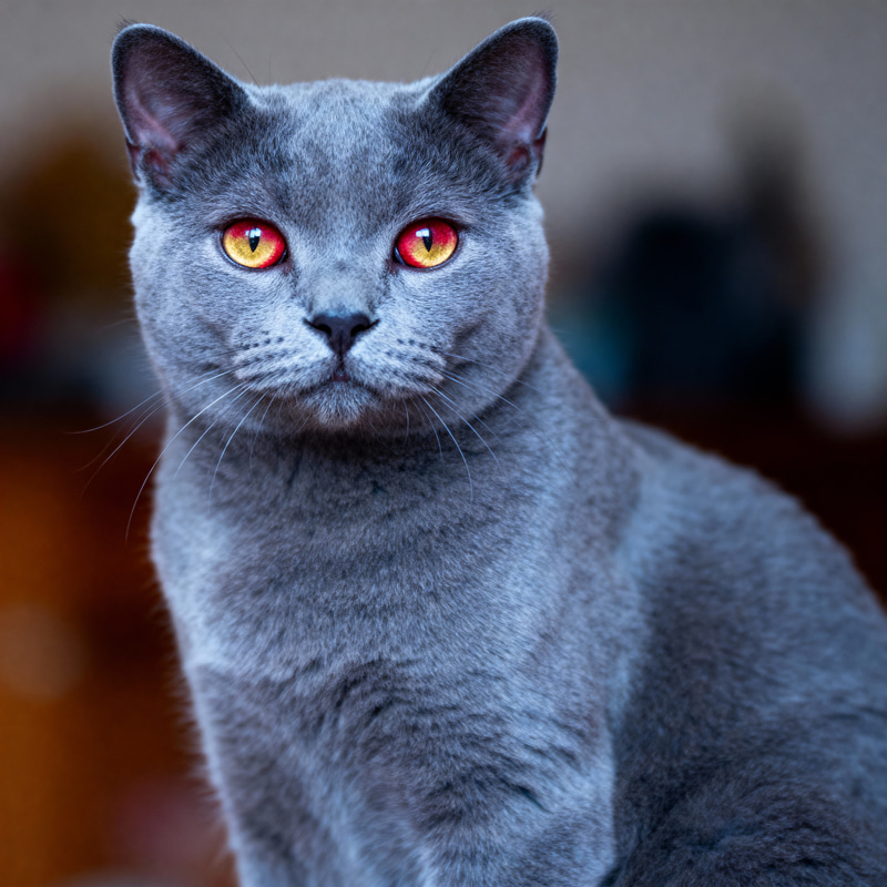 Blue Russian Cat with Red Eyes